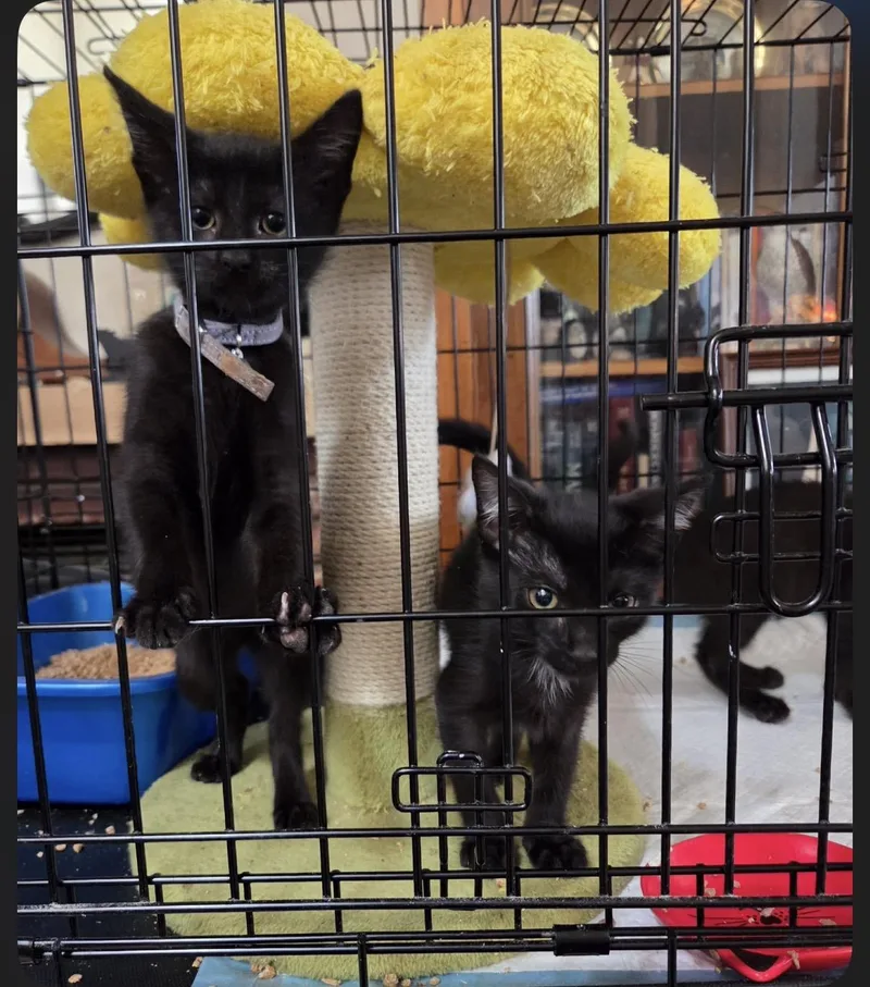 A baby medium-sized male Black Domestic Short Hair cat named Kokoro for adoption in Oceanside, CA