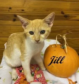 Jill Munroe thumbnail 2