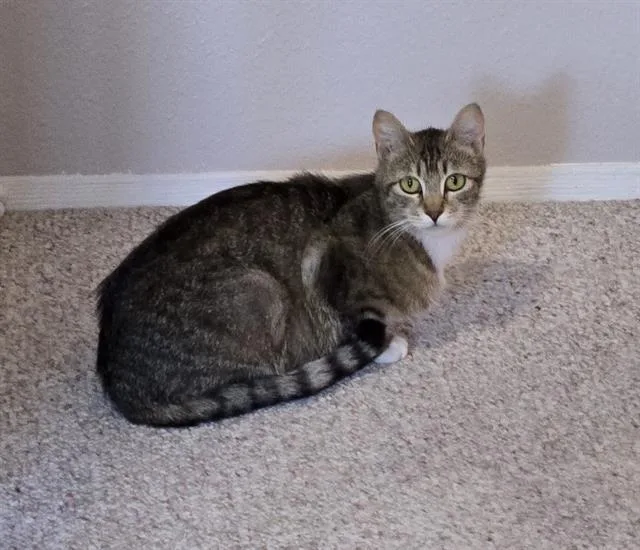 An adult large-sized female Domestic Short Hair cat named Burnadette for adoption in Kent, WA