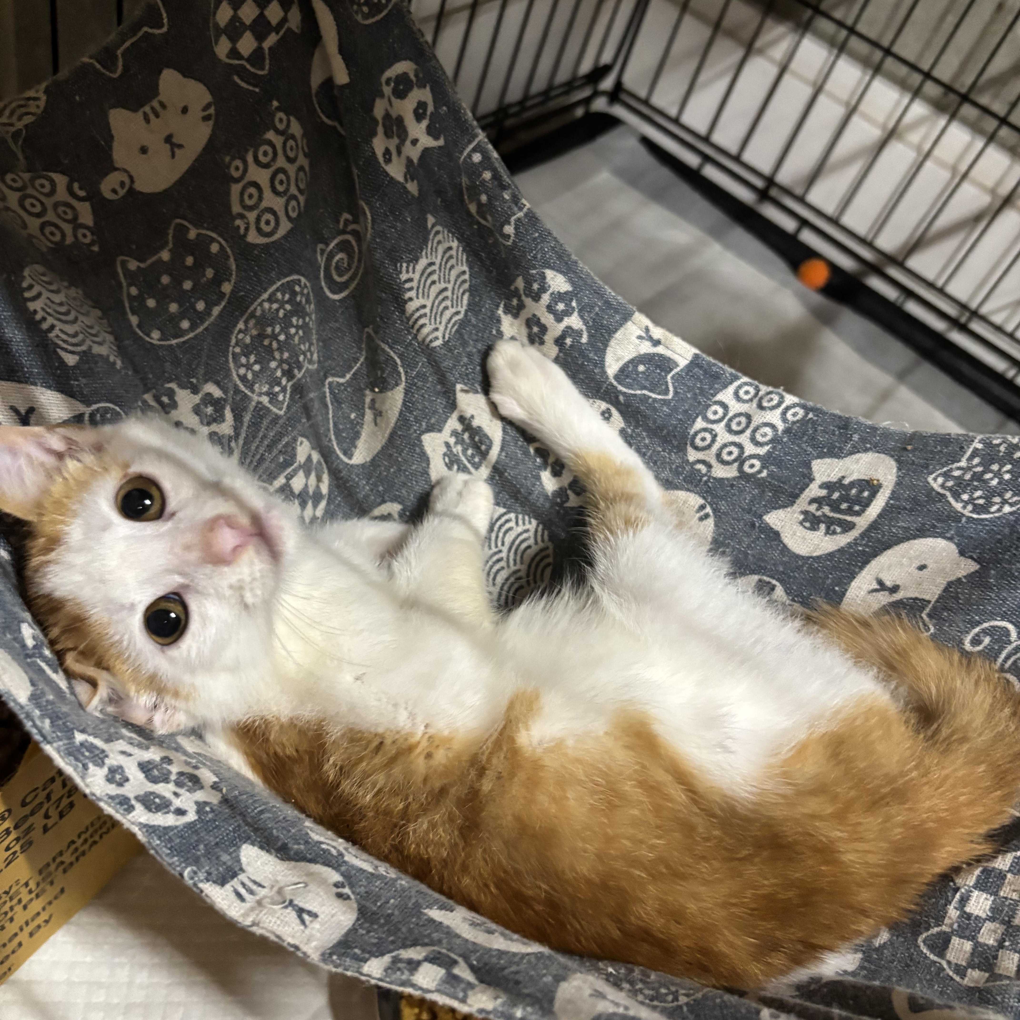 A baby small-sized male Orange & White Tabby cat named Sweet Piano for adoption in Westville, NJ