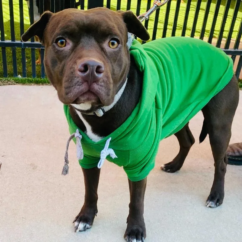 Renegade thumbnail 3