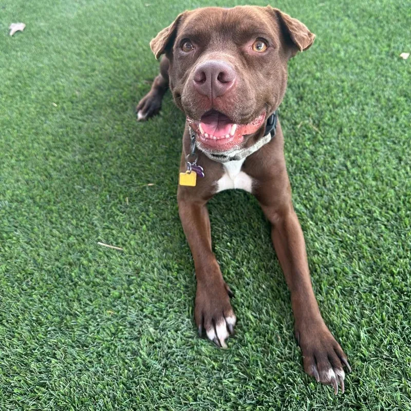 Renegade thumbnail 4