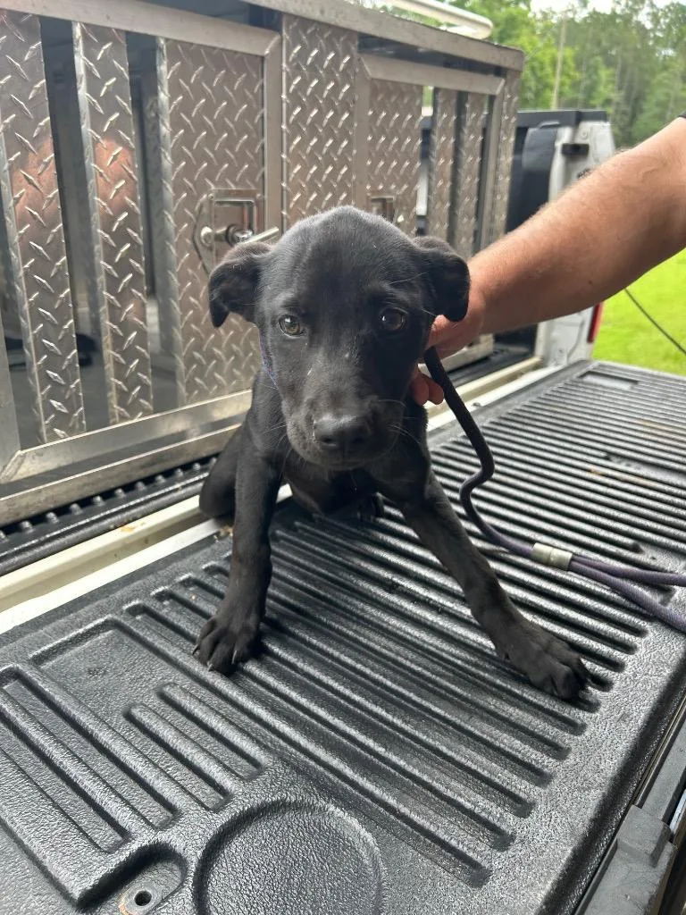 A baby medium-sized female Labrador Retriever dog named Idaho for adoption in Gautier, MS