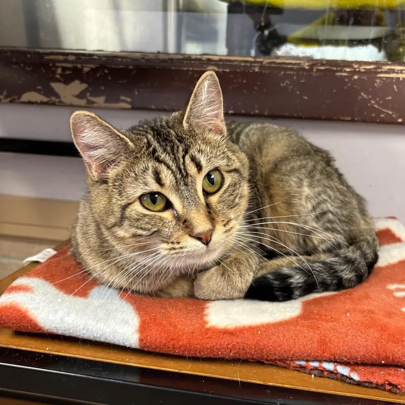An adult medium-sized female Brown / Chocolate Domestic Short Hair cat named Altostratus for adoption in Davenport, IA