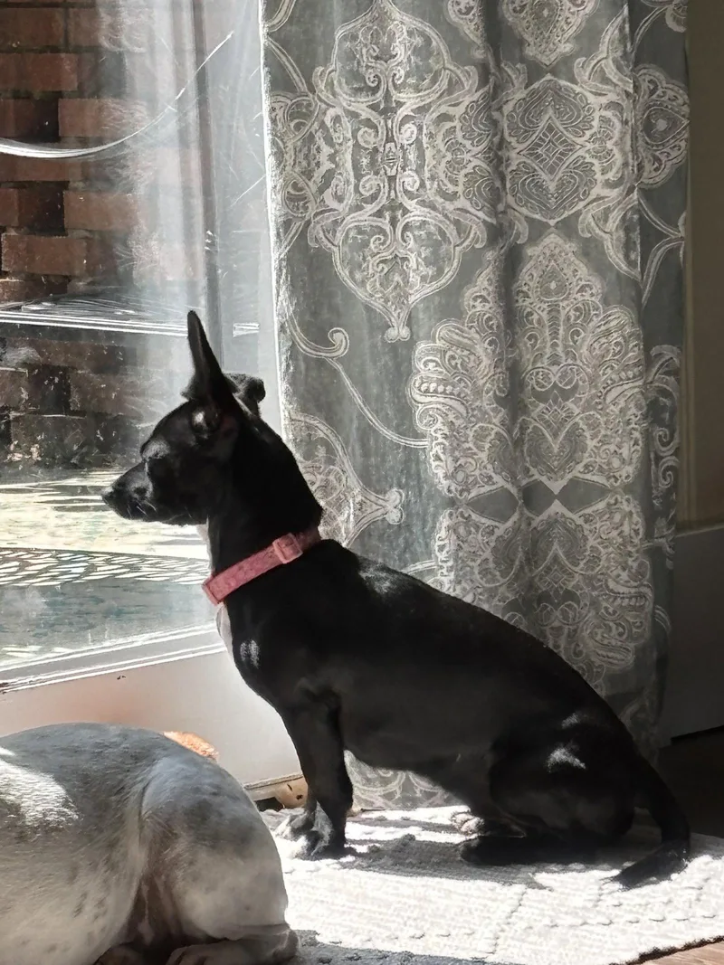 A baby small-sized female Dachshund dog named Bex for adoption in Alpharetta, GA