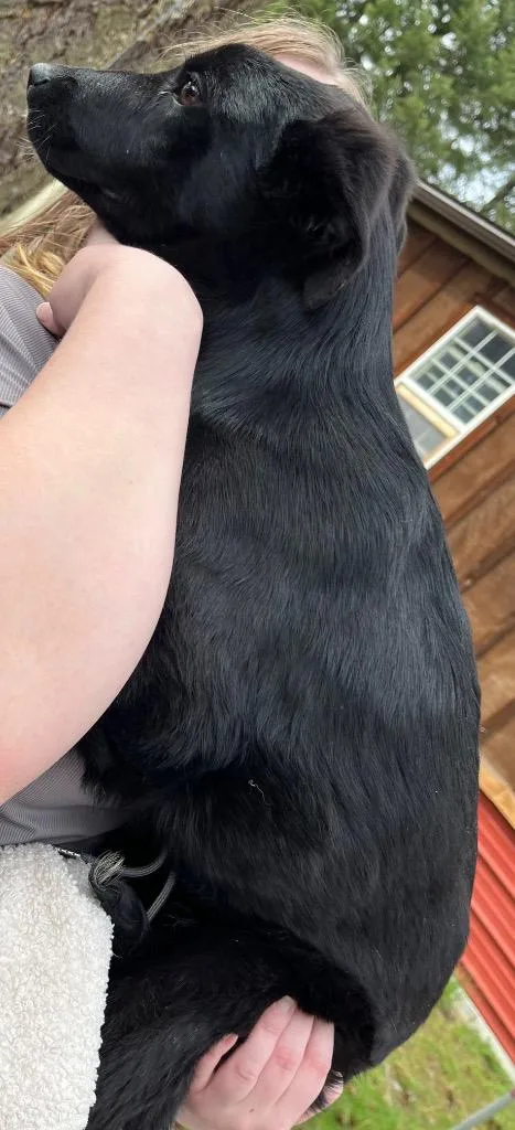 A baby medium-sized female Shepherd dog named Raven for adoption in Thompson Falls, MT