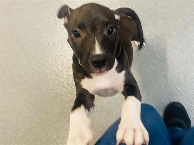 A baby small-sized female Pit Bull Terrier dog named Arya for adoption in Tustin, CA