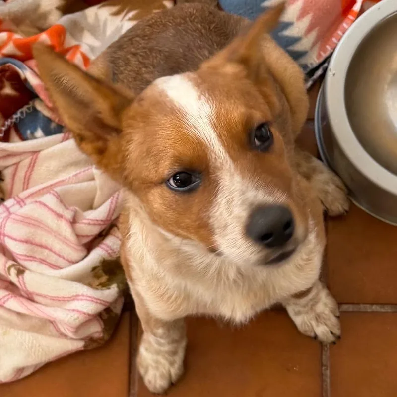 A baby small-sized male Mixed Breed dog named Odin for adoption in Klamath Falls, OR
