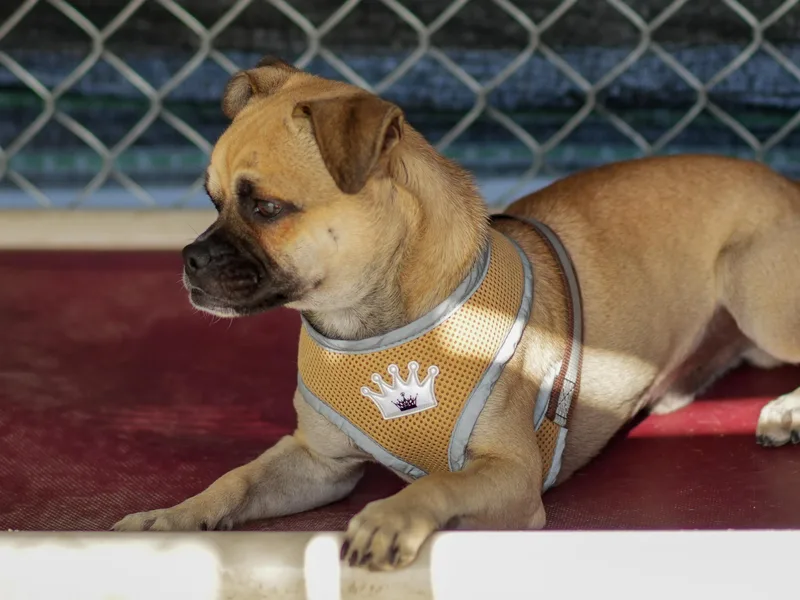 An adult small-sized male Yellow / Tan / Blond / Fawn Pug dog named Rex for adoption in Fresno, CA