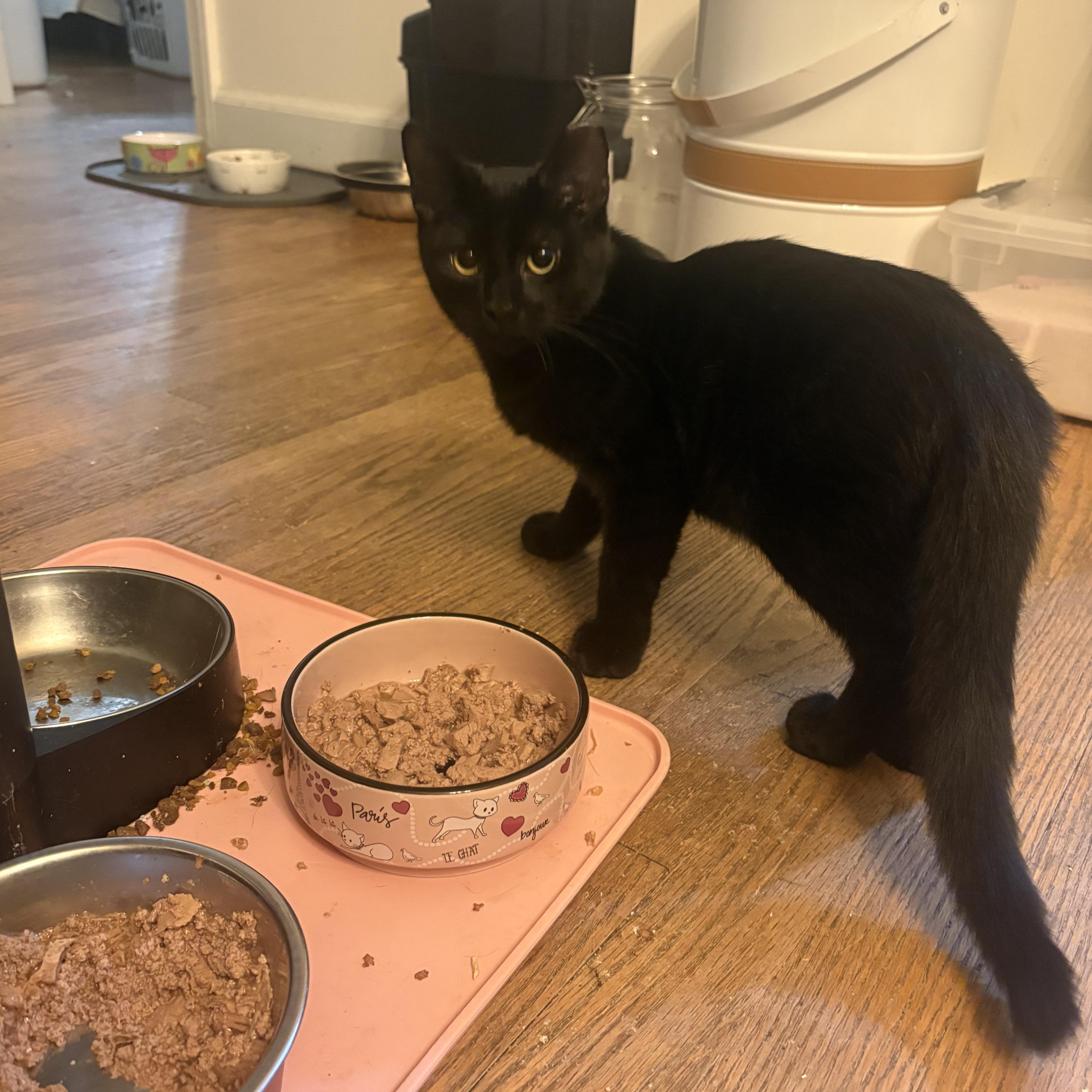 A baby medium-sized female Black Domestic Short Hair cat named Kitkat for adoption in Sewaren, NJ
