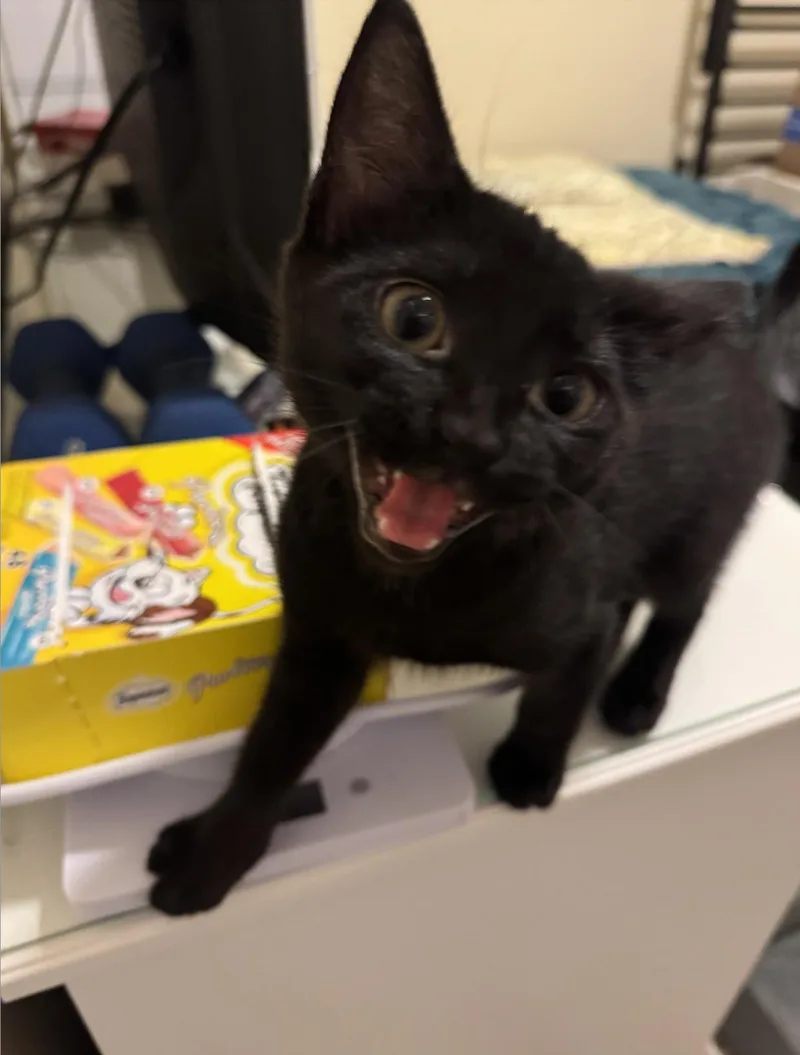 A baby large-sized male Tabby (Orange / Red) Domestic Short Hair cat named Jude and Blackbird for adoption in Seattle, WA