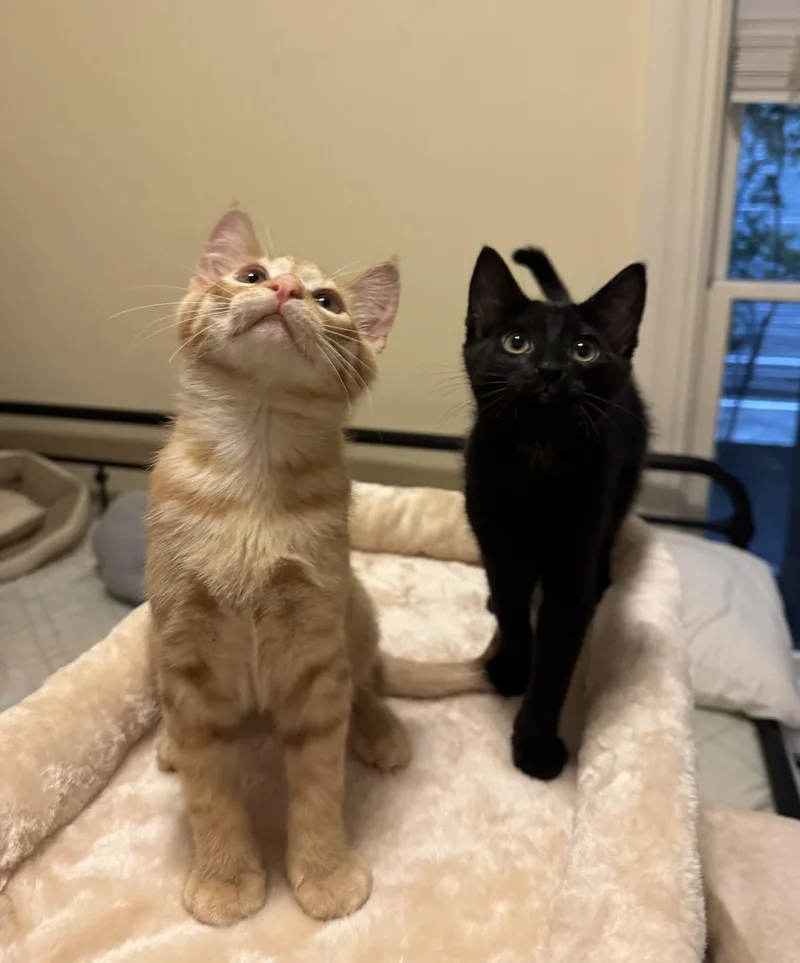 Jude and Blackbird thumbnail 5