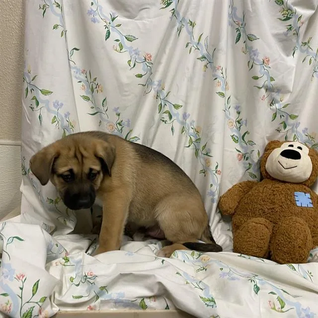 A baby small-sized male German Shepherd Dog dog named Aeropostale for adoption in Modesto, CA