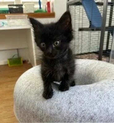 A baby small-sized male Domestic Short Hair cat named Puma for adoption in Camarillo, CA
