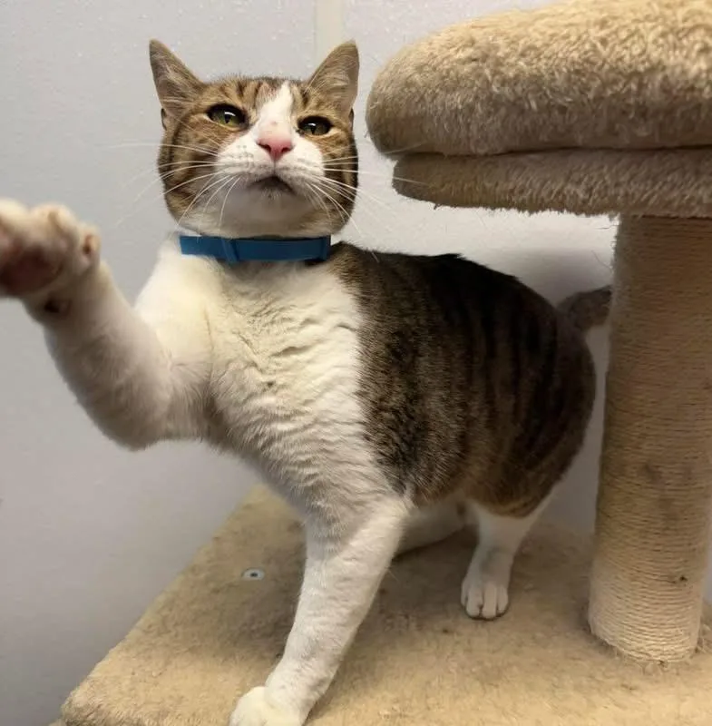An adult medium-sized female Domestic Short Hair cat named Karla for adoption in Howes Cave, NY