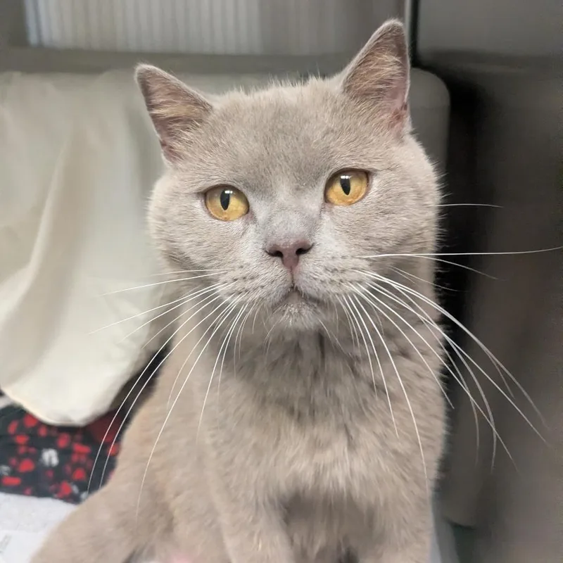 An adult large-sized female Lilac Point Domestic Short Hair cat named Mia for adoption in Hendersonville, NC