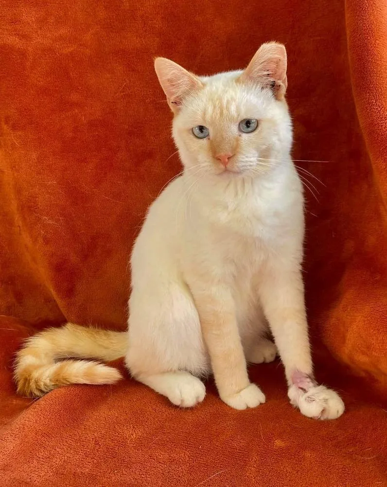 A young medium-sized male Orange & White Domestic Short Hair cat named Fat Bob for adoption in Milton, DE