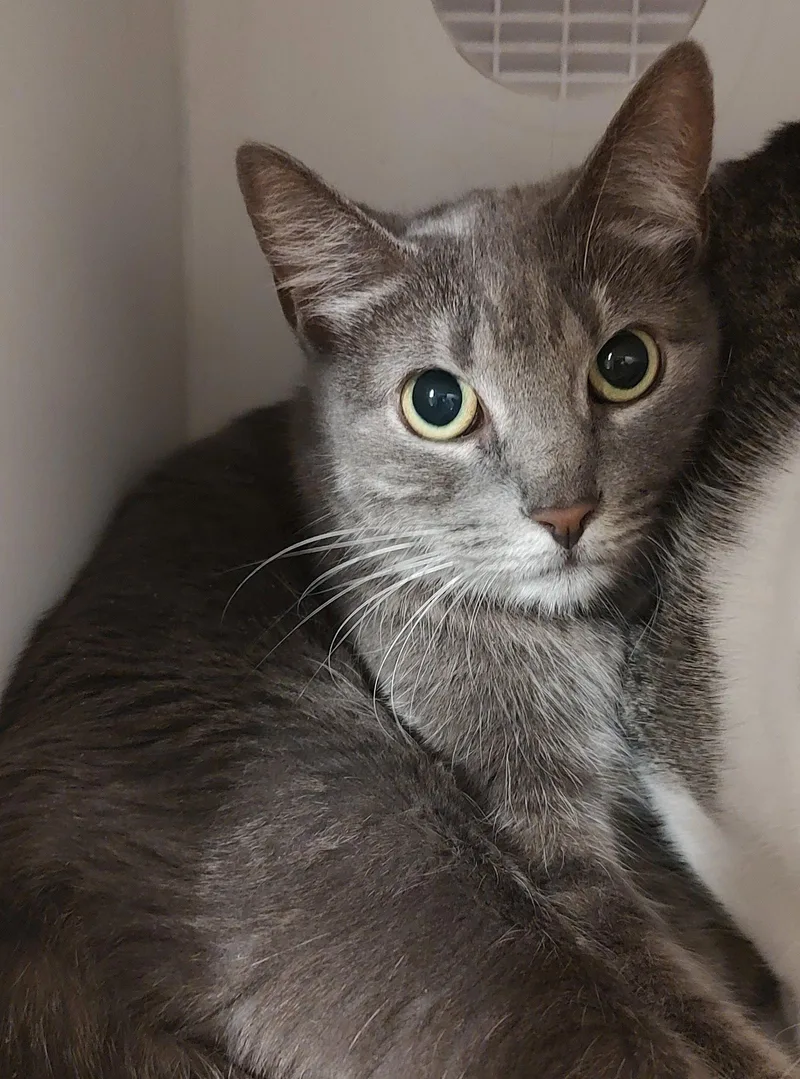 An adult medium-sized female Domestic Short Hair cat named Layla for adoption in Phoenix, AZ