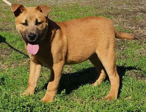 A young large-sized male American Bulldog dog named Munchie for adoption in Wetumpka, AL