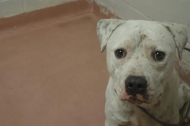 An adult medium-sized male Mixed Breed dog named Cadet for adoption in Columbia, SC