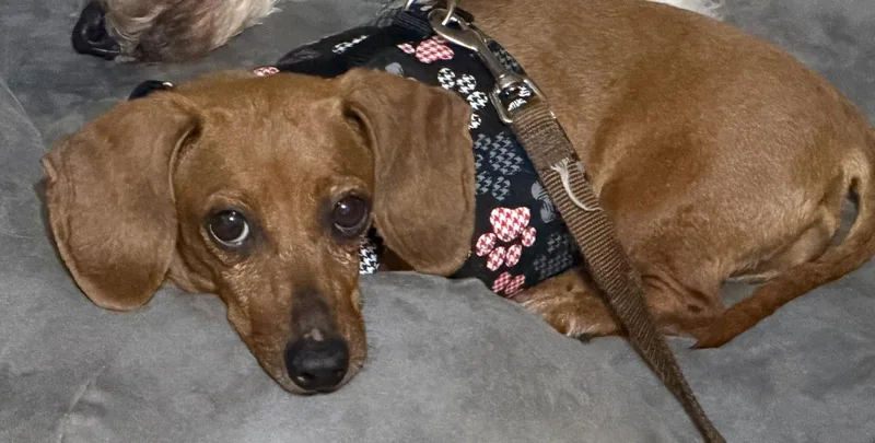 An adult small-sized female Dachshund dog named Eileen for adoption in Sioux Falls, SD