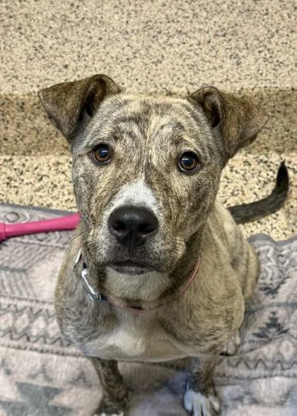 An adult large-sized female Mixed Breed dog named Tijana for adoption in Aiken, SC