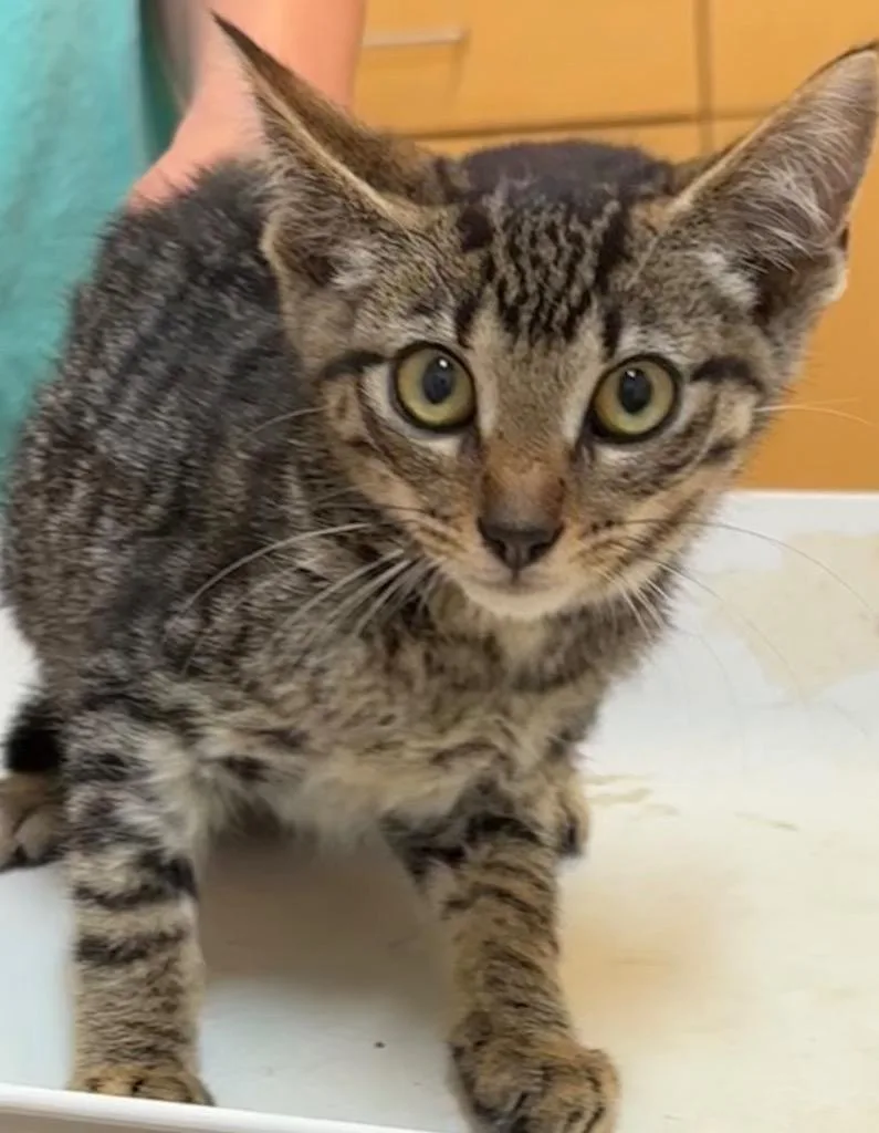 A baby small-sized male Domestic Short Hair cat named Diesel for adoption in Elizabethton, TN