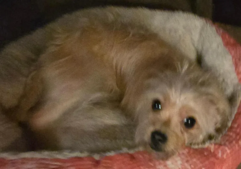 Chula