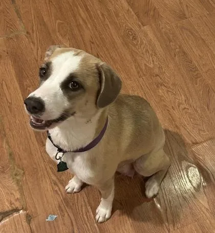 An adult medium-sized female Mixed Breed dog named Willow for adoption in Cumming, GA