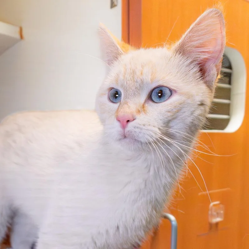 A young medium-sized female Flame Point Siamese cat named Blanco for adoption in South Elgin, IL