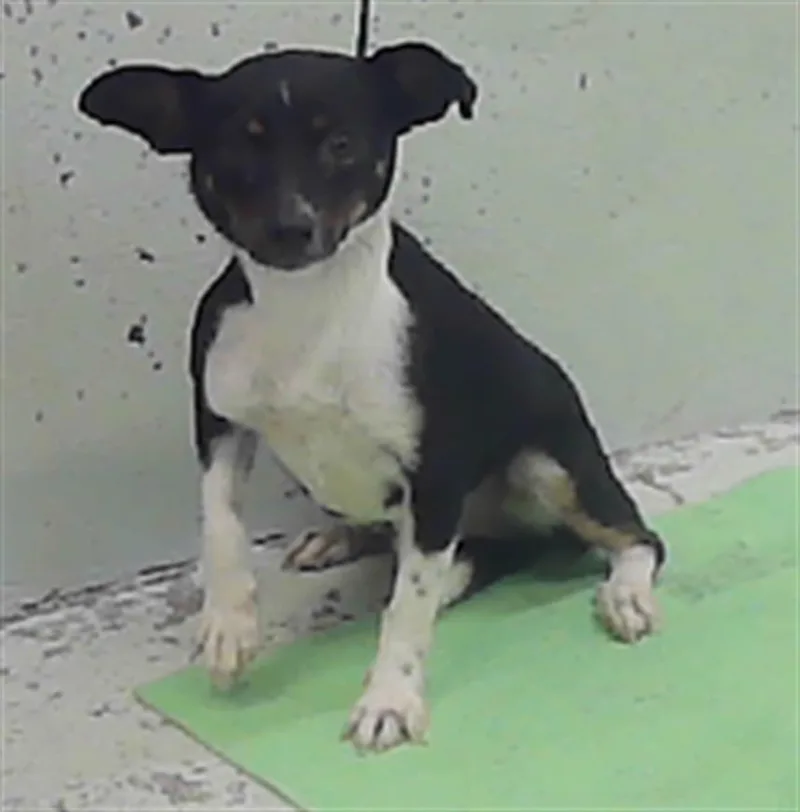 A young small-sized male Chihuahua dog named Tico for adoption in Houston, TX
