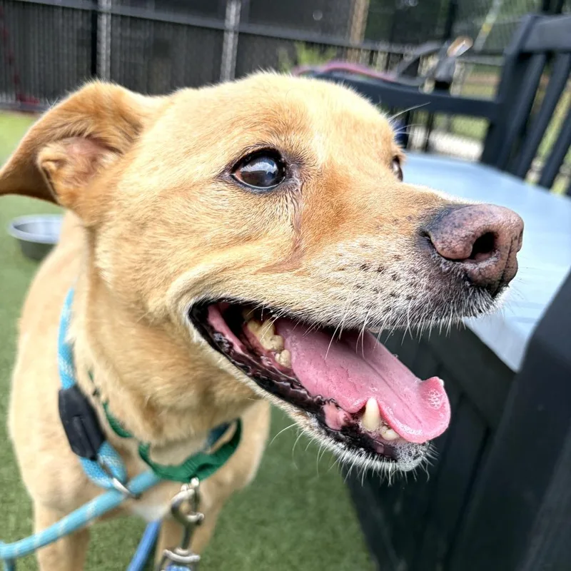 A senior medium-sized male Yellow / Tan / Blond / Fawn Mixed Breed dog named Rex for adoption in Greensboro, NC