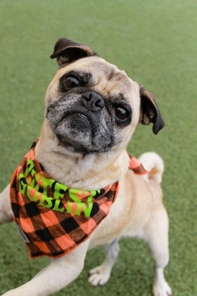 An adult small-sized male Pug dog named Tickles for adoption in Gardena, CA