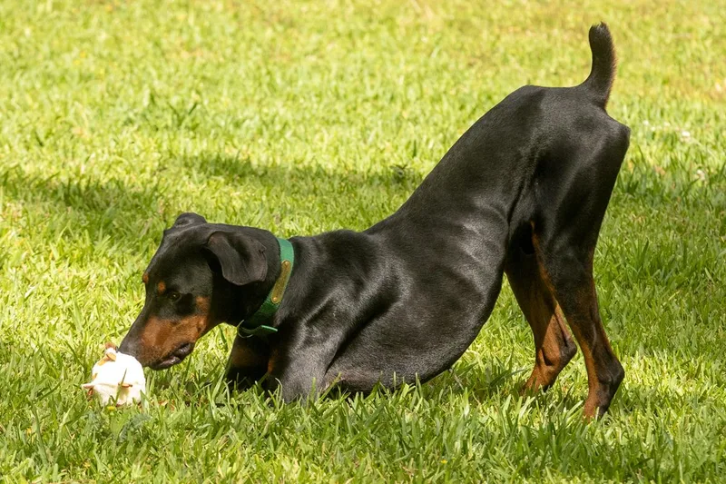 A young medium-sized male Black Doberman Pinscher dog named Egan for adoption in Pearland, TX