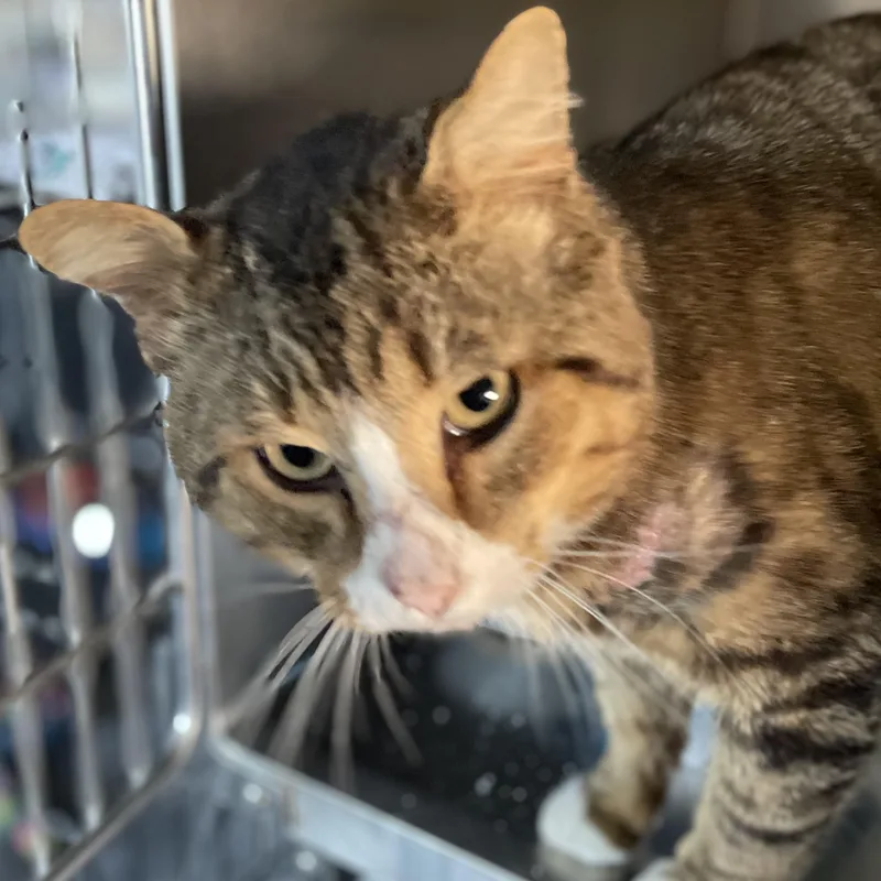 An adult large-sized male Tabby (Brown / Chocolate) Domestic Short Hair cat named Big Bay for adoption in Holly, MI