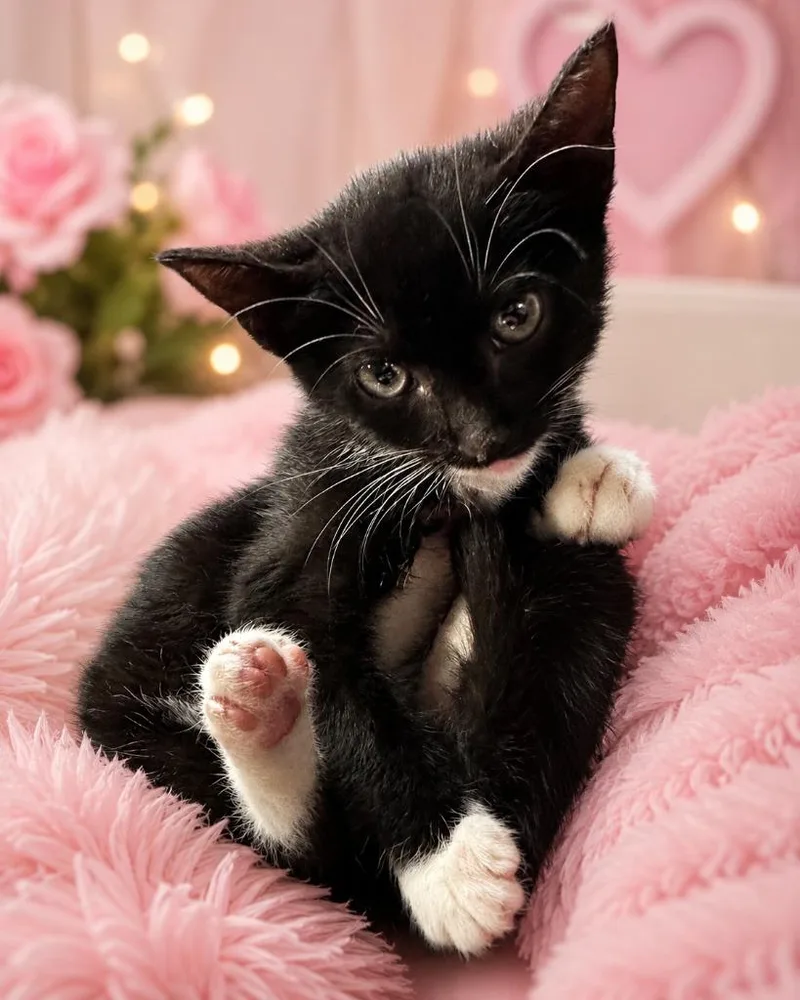A baby medium-sized female Domestic Short Hair cat named Sylvie for adoption in Fayetteville, TN