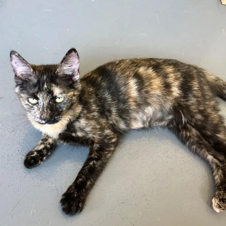 A baby large-sized female Tortoiseshell Domestic Short Hair cat named Natalia for adoption in Lodi, CA