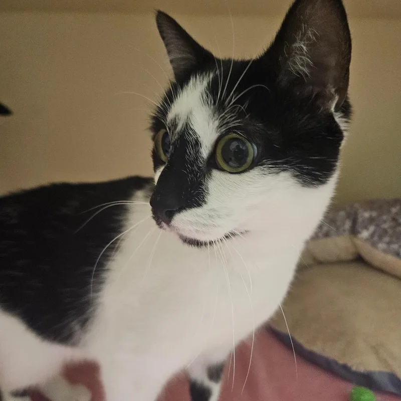 A young medium-sized female White Domestic Short Hair cat named Cookie Crisp for adoption in Sarasota, FL