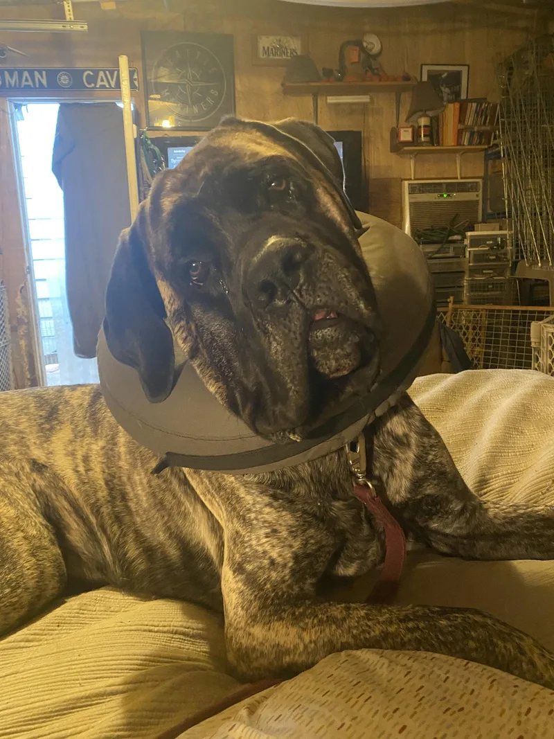 An adult extra large-sized male Mastiff dog named Zeus for adoption in McMinnville, OR