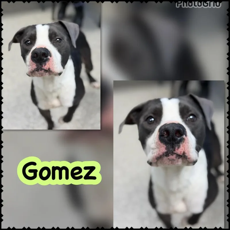 A young large-sized male Pit Bull Terrier dog named Gomez for adoption in Blountville, TN