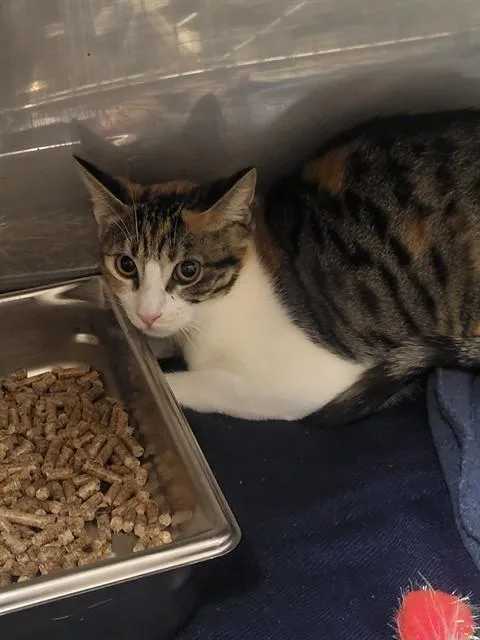A young small-sized female Domestic Short Hair cat named Priscilla for adoption in Albuquerque, NM
