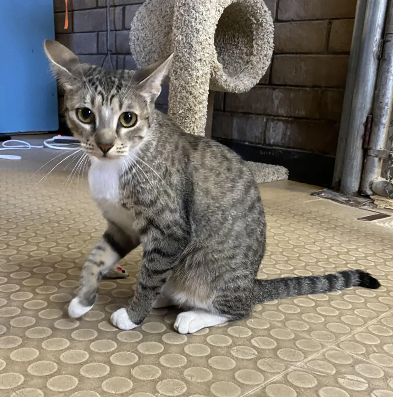 A young medium-sized female Tabby (Brown / Chocolate) Domestic Short Hair cat named Lola for adoption in Phoenix, AZ