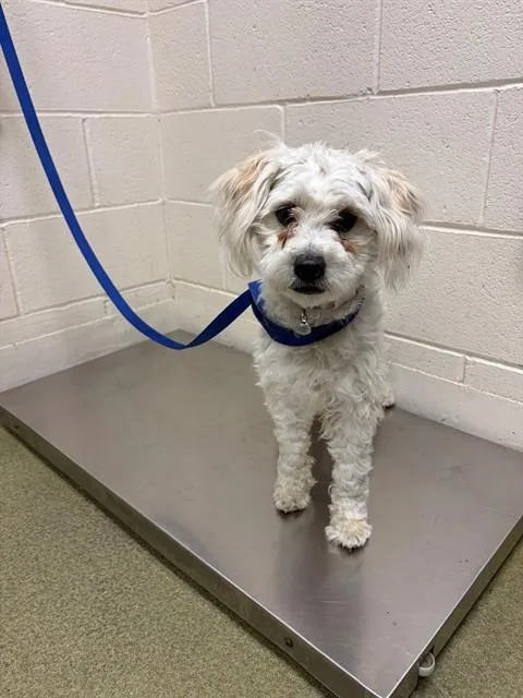 A young small-sized female Shih Tzu dog named Duckie for adoption in Moreno Valley, CA