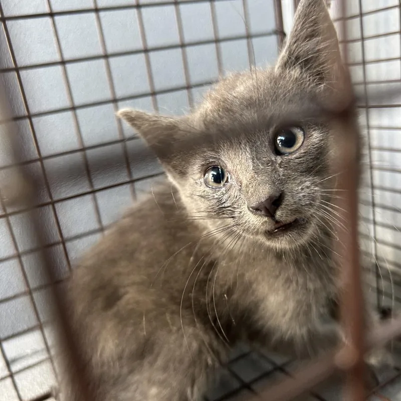 A baby small-sized male Gray / Blue / Silver Domestic Short Hair cat named Tuba for adoption in Greensboro, NC