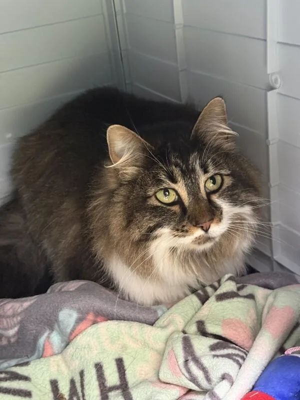 An adult medium-sized female Tabby (Brown / Chocolate) Domestic Short Hair cat named Cedar for adoption in Arlington, WA