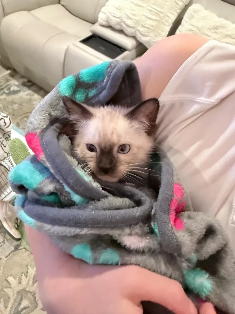 A baby medium-sized male Siamese cat named Miles for adoption in Lewisville, TX