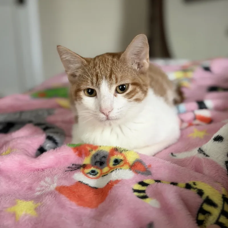A baby medium-sized male Orange & White Domestic Short Hair cat named Warren for adoption in Jacksonville, FL