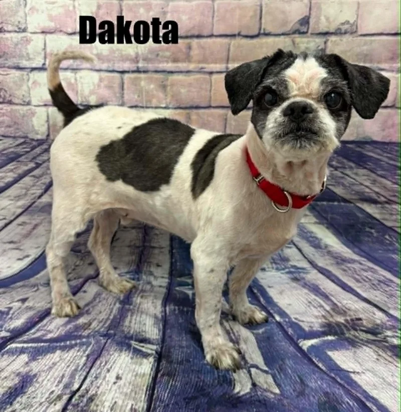 Dakota