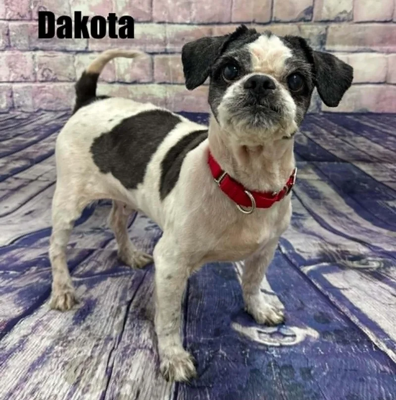 Dakota thumbnail 2