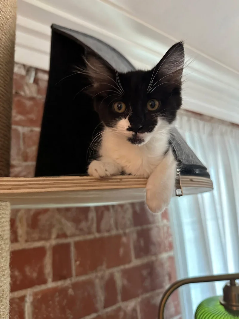 A baby small-sized male Maine Coon cat named Charlotte BONDED with Charlie for adoption in Phoenix, AZ